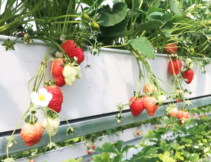 草莓有机基质栽培