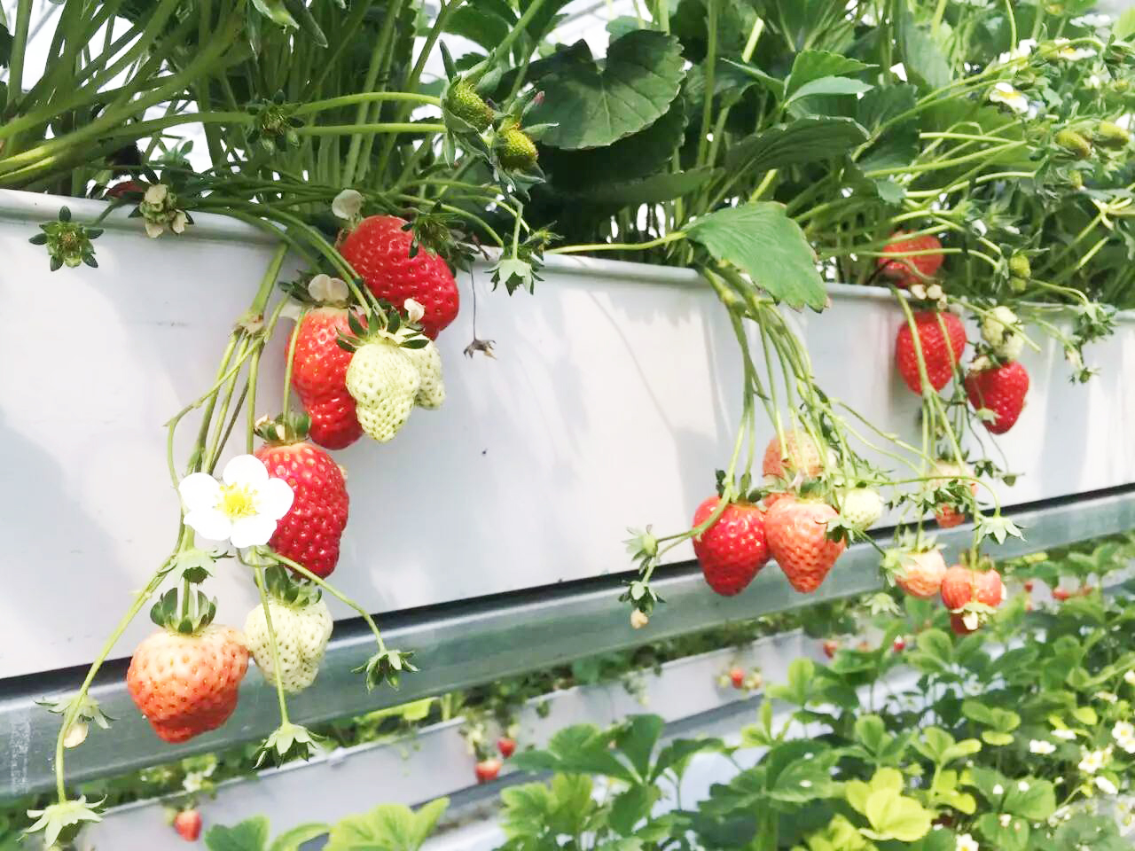 草莓育苗基质