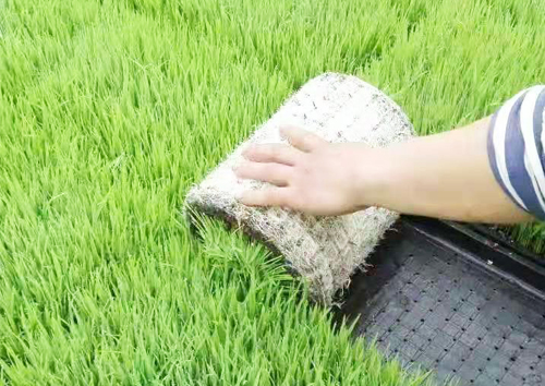 水稻育苗基质
