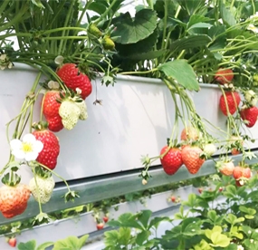 草莓育苗基质